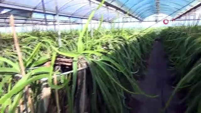 La récolte des fruits du dragon a commencé à Mersin