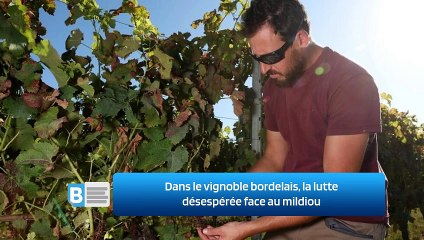 Dans le vignoble bordelais, la lutte désespérée face au mildiou