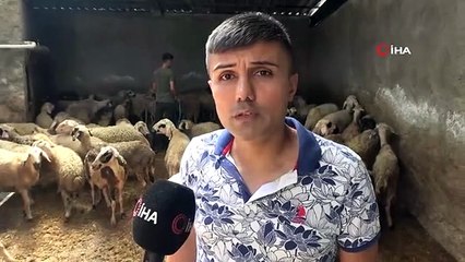 Sıcaklık 52 dereceye ulaştı, besiciler koyunları soğuk suyla yıkadı