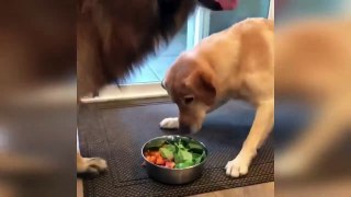 Funniest Cats And Dogs Videos  - Best Funny Animal Videos 2023