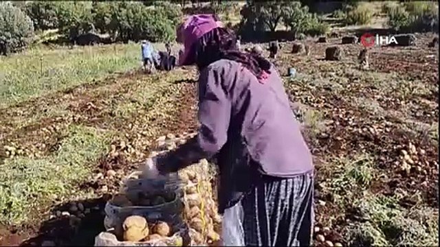 320 dönüm patates tarlasında günde 200-300 ton hasat yapılıyor