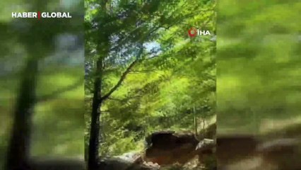 Endemik tür olan büyüleyici güzellikteki mavi kelebekler görüntülendi