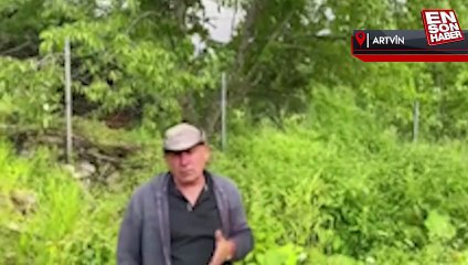 Artvin'de ayılar köylüleri canından bezdirdi