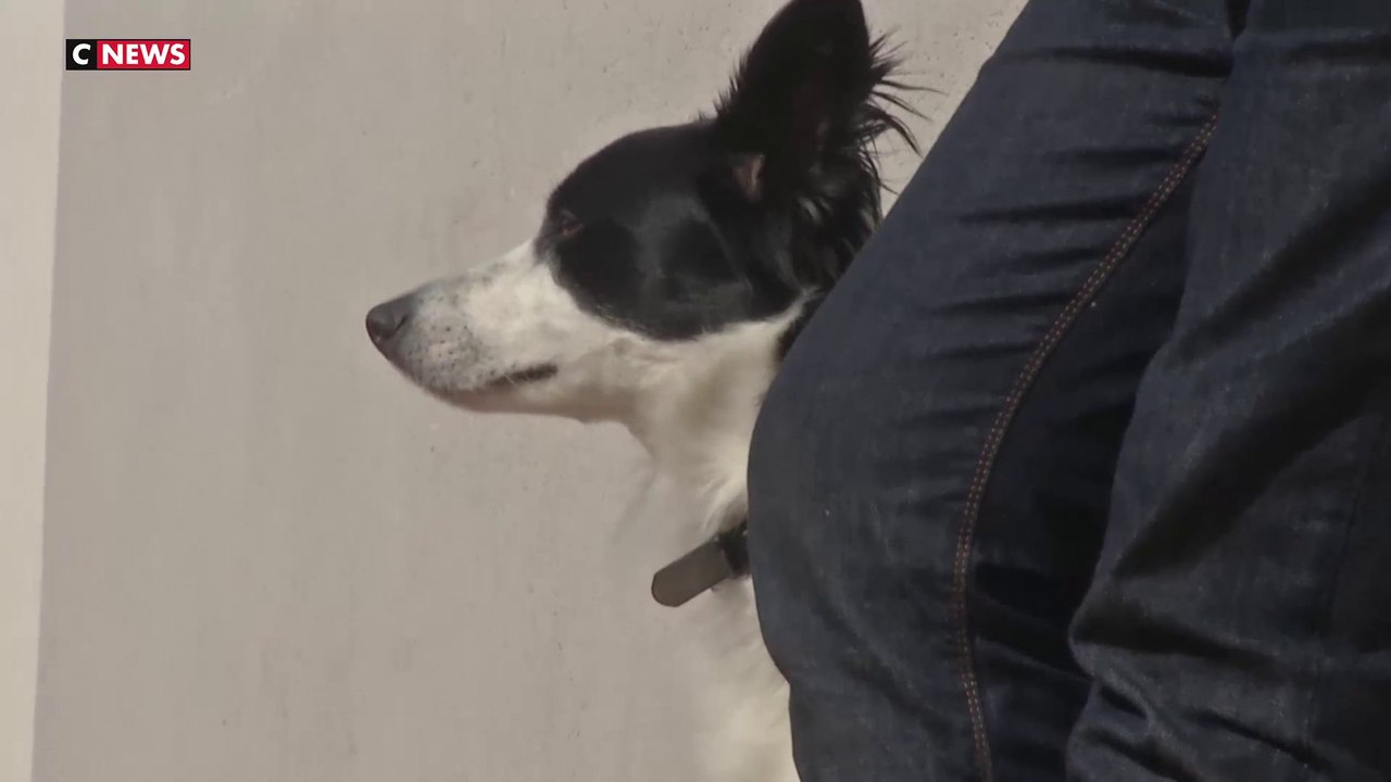Béziers : les propriétaires de chiens désormais obligés de fournir l'ADN de leur animal