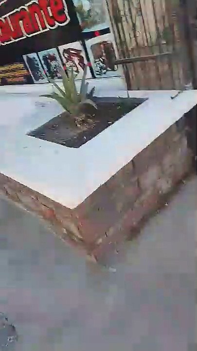 Quand ton chien est énervé mais pas courageux