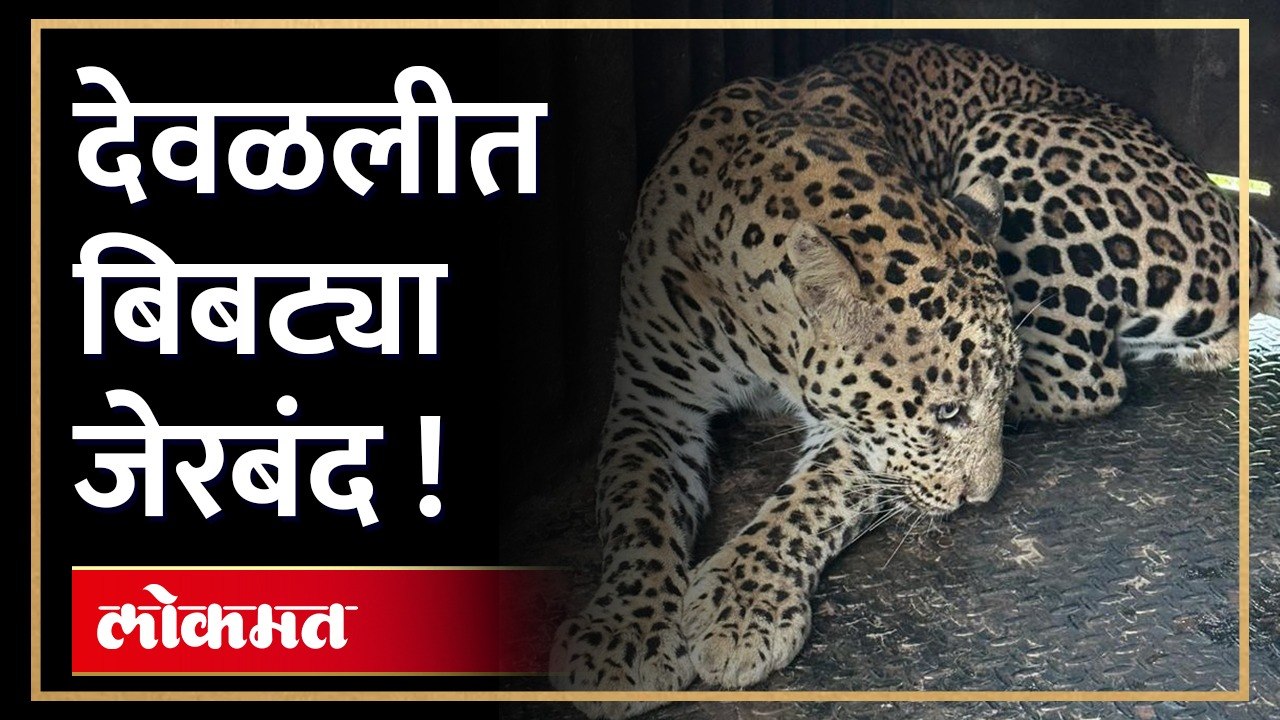 " देवळाली परिसरात मुक्त संचार करणारा ' बिबट्या अखेर जेरबंद "