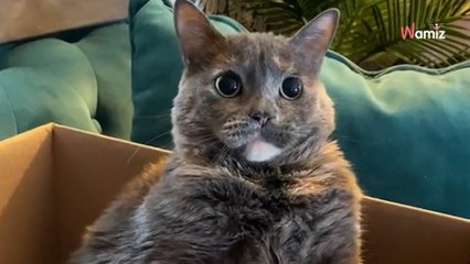 Elle fait l'erreur de vouloir déplacer le carton du chat : la scène vire au drame en quelques secondes (vidéo)