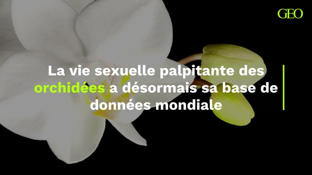 Orchidées : leur vie sexuelle palpitante et débridée a désormais sa base de données mondiale