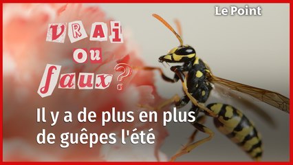 Vrai ou faux : il y a de plus en plus de guêpes l'été