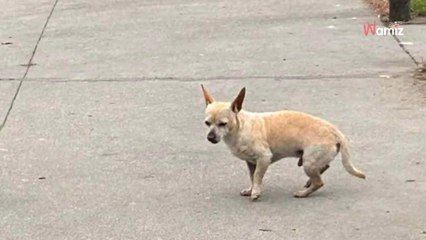 Un chien errant refuse de quitter un endroit précis dans la rue : ils ont le cœur brisé en comprenant pourquoi