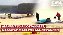 Mahigit 50 pilot whales, namatay matapos ma-stranded | GMA News Feed