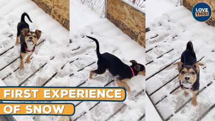 EXCITED Puppy's First Reaction To SNOW!