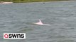 Rare pink dolphin spotted in Louisiana, USA