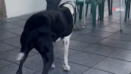 Le chien se met à danser en rythme en voyant son humain : 17 millions de personnes explosent de rire (Vidéo)