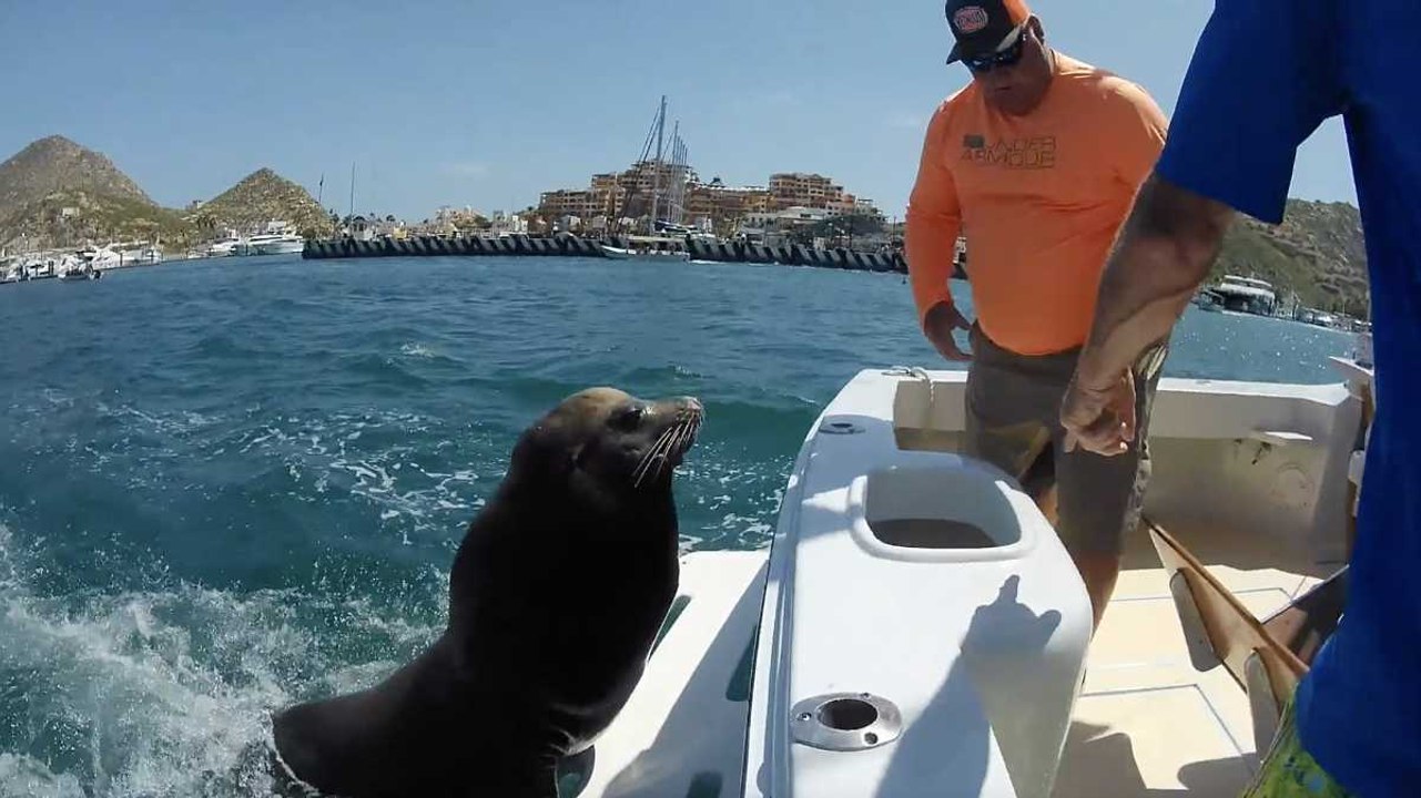 Friendly Sea Lions Come To Say Hello | Wild-ish TV