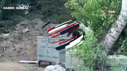Vatandaşlar şaşkına döndü! Tunceli'de piknik yapan vatandaşlara 'ayı' sürprizi