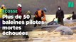 Plus de 50 baleines pilotes retrouvées échouées et mortes sur une plage en Écosse