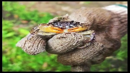 Une nouvelle espèce de crabe d'eau douce découverte en Chine