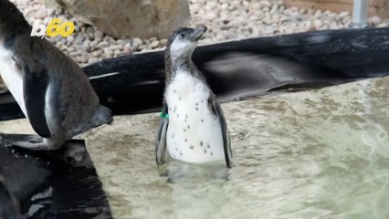 Watch These Adorable Penguin Chicks Swim for the First Time