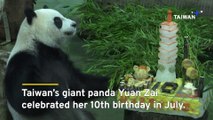 Giant Panda Born in Taiwan Celebrates Her 10th Birthday