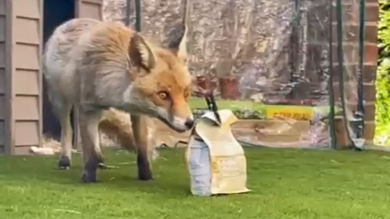 Woman finds herself in the middle of 'Naughty Fox & The Pursuit of Cat Snacks!'