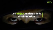 Les ninjas, ces maîtres de la dissimulation formés au Japon