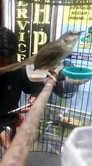 Ini Ciblek Gunung Apa Senapan Serbu Jenis AK