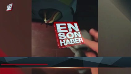 Sahibinin çoraplarını alıp kaçan oyuncu köpek