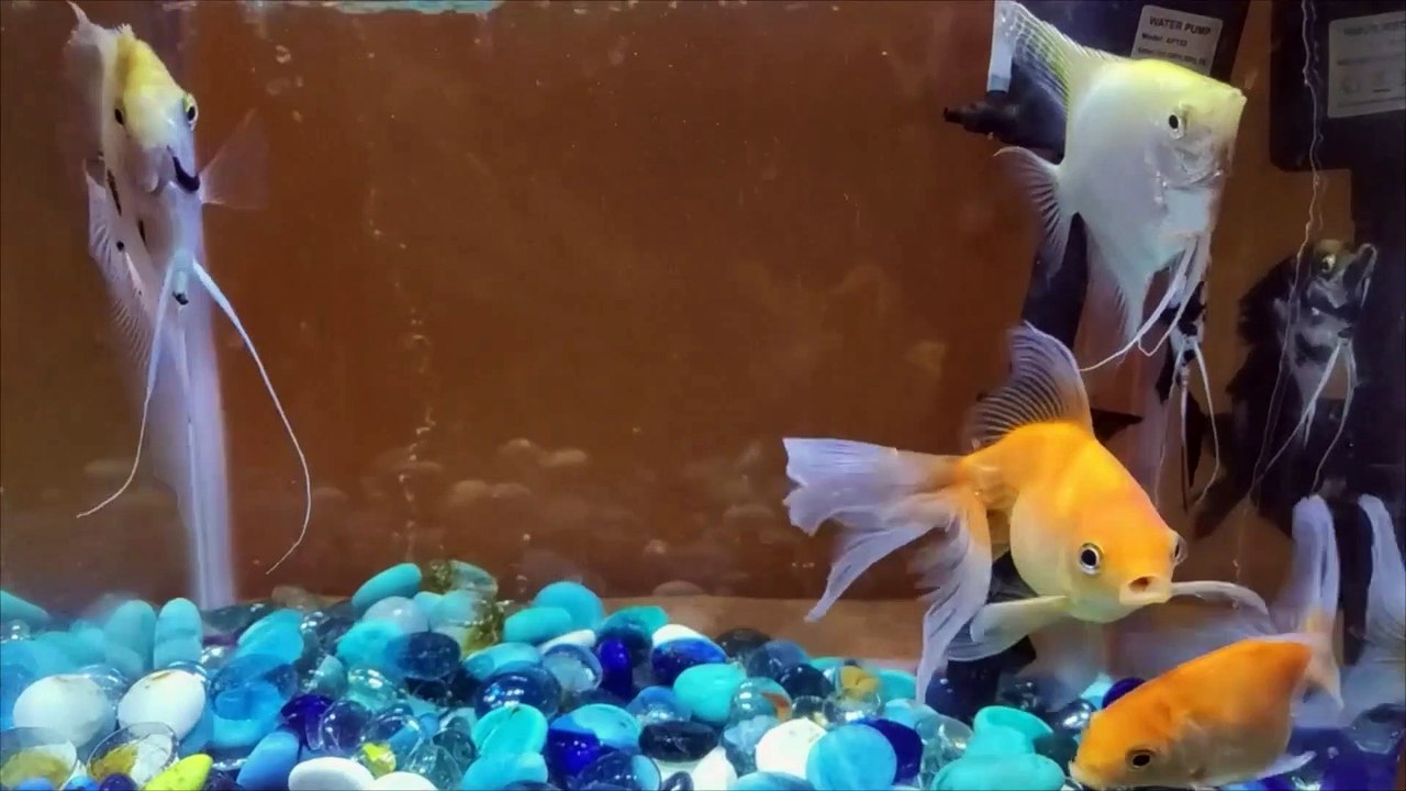 GoldFish