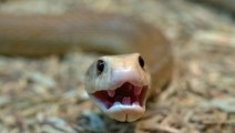 Las Altas Temperaturas Aumentan Las Mordeduras De Serpiente A Humanos