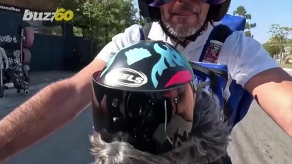 Ruby the Pup and Her Owner Are Feeding Brazil’s Hungry Dog Population