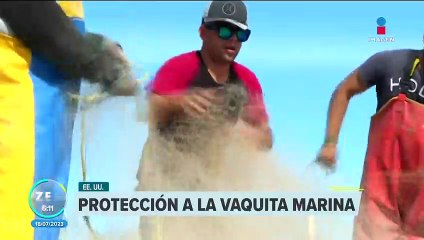 EU da plazo a México para dar resultados sobre la vaquita marina