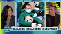 Trabajo de cuidador de bebés panda enternece las redes sociales