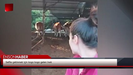 Selfie çekinmek için koşa koşa gelen inek