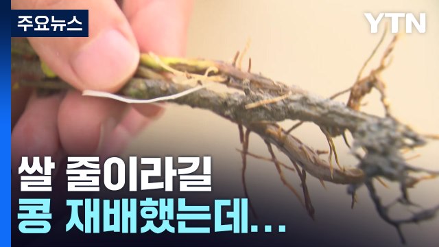 쌀 줄이래서 콩 심었더니 ...폭우에 우는 '논콩 농심' / YTN