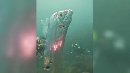 Giant ‘doomsday fish’ has rare close encounter with divers off Taiwan coast