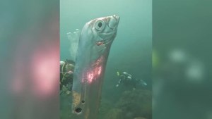 Giant ‘doomsday fish’ has rare close encounter with divers off Taiwan coast
