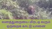 நீலகிரி: மிரட்டும் ஒற்றைக் காட்டு யானை-வனத்துறை எச்சரிக்கை