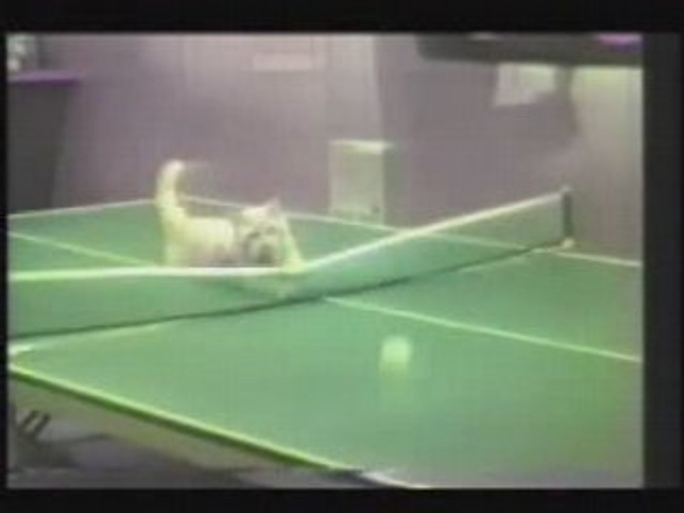 Betise-chat