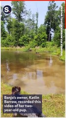 Swimming Pit Bull Races to Shore After Fish Grazes Him