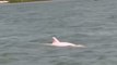 Rare pink dolphin spotted swimming in Louisiana river