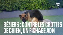 Un passeport adn canin et une amende de 122 euros contre les crottes de chiens  bziers