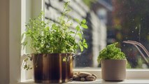 7 Must-Know Tips for Growing Herbs in Pots
