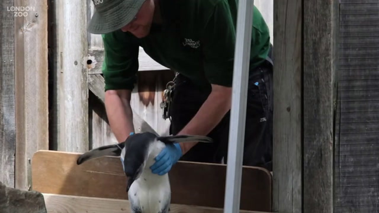 Penguin chicks find their flippers