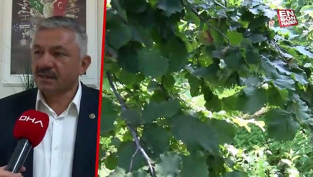 Türkiye'nin tahmini fındık rekoltesi açıklandı! 717 bin 931 ton