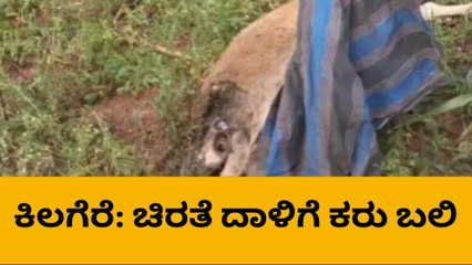 ಕಿಲಗೆರೆಯಲ್ಲಿ ಜನರ ನಿದ್ದೆಗೆಡಿಸಿದ ಚಿರತೆ ಹಾವಳಿ