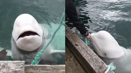Playing FETCH With a WHALE!