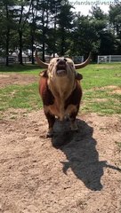 Higgins est un taureau heureux