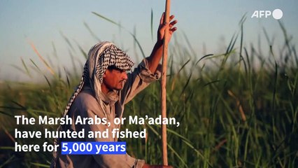 Iraq's marshes are dying, and a civilisation with them