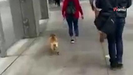 Un chien franchit la frontière : la réaction des policiers laisse tout le monde bouche bée (Vidéo)